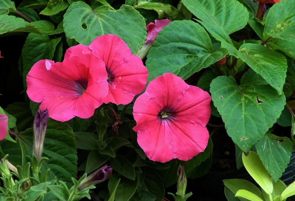 养花|阳台养花，夏季多栽些矮种牵牛花，家里轻松变成花海、花瀑布