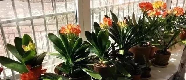 水杨酸|养君子兰,就用4种药,只需埋在花盆中,花剑冒不停,叶绿花还旺