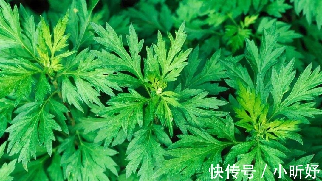 青团|青团好吃，但是要怎么做呢？食材新鲜是关键，大家都可以来瞧一瞧