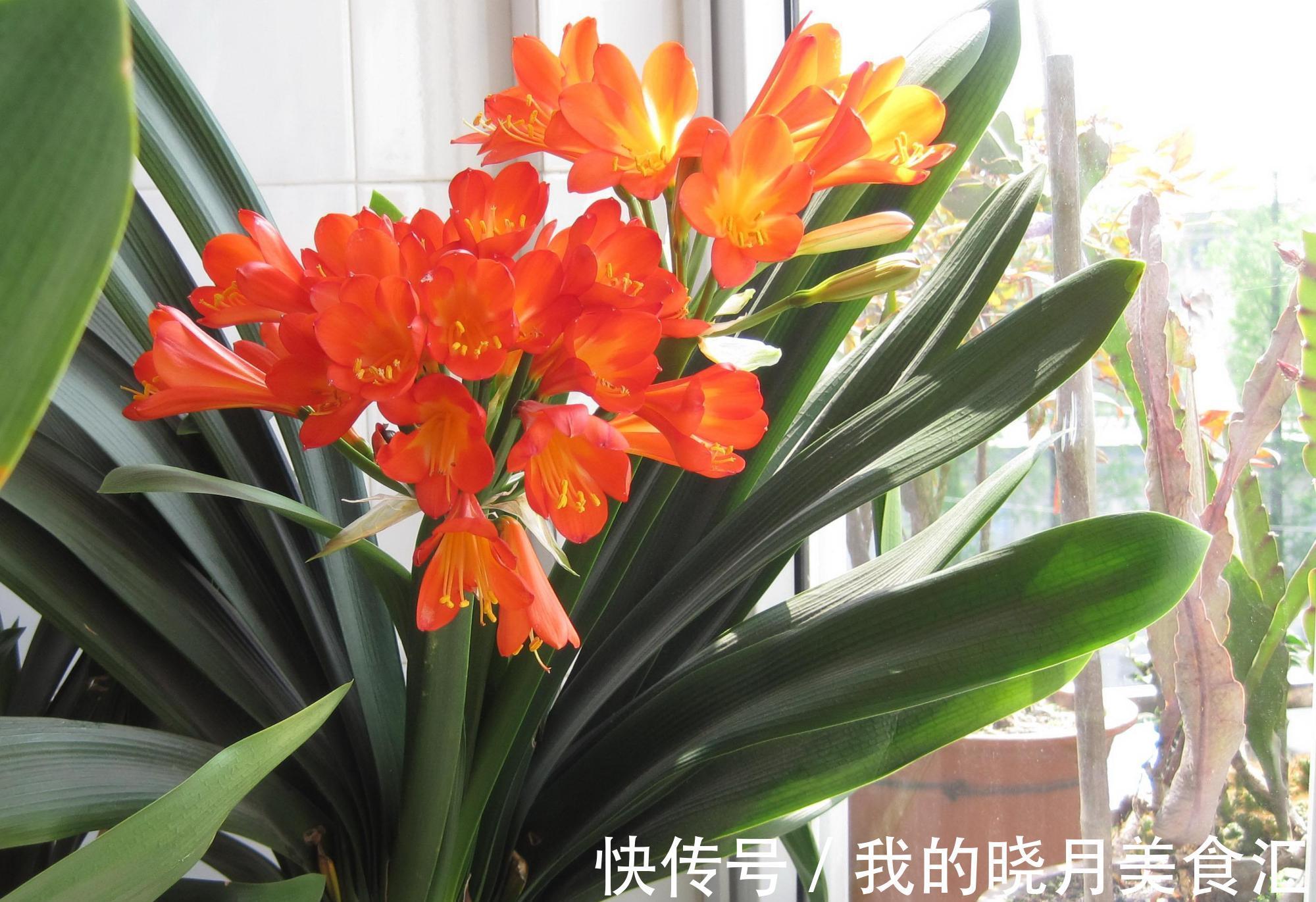 天冷后，需要“穷养”的六种花，水多易烂根，多晒爱生长