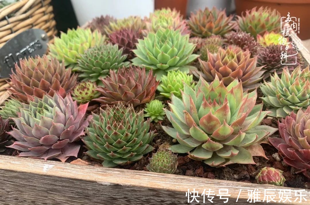 框子|这多肉拼盘这么仙!如何制作达人手把手教你制作长生草拼盘!