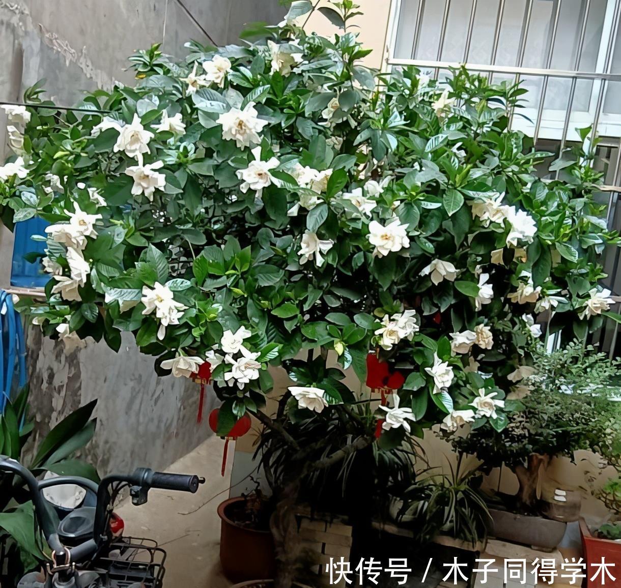 花朵|夏季养栀子花,做好3点,不黄叶不掉苞,花朵大又芳香