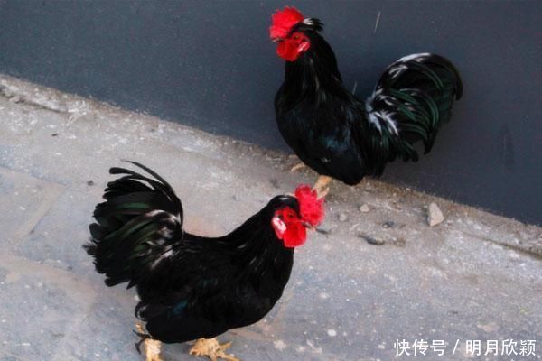 鸡冠中有毒,不能吃,是真的吗?鸡冠到底能不能吃?