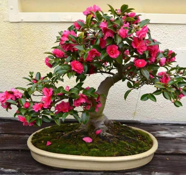 才能|把花种花盆里就像人穿鞋,适当“垫一垫”,才能透气不“捂根”!