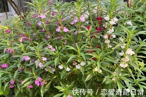 观赏价值|儿时男孩拿来当玩具,女孩用来染指甲,如今方知其价值,不容忽视