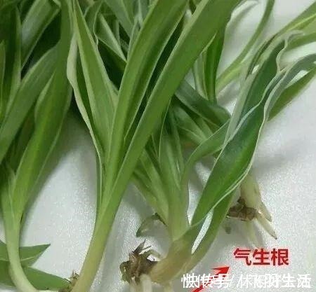 绿萝|这4种花 剪一段枝条丢水里就生根 家中绿意盎然！