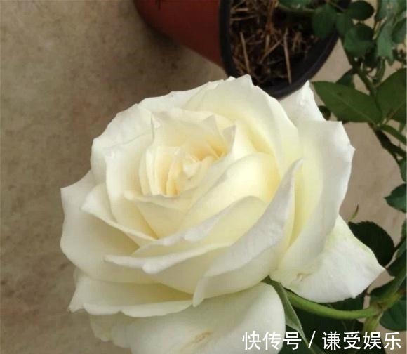 这些“高贵之花”,花朵漂亮开花多,每一种都很值得养太美了