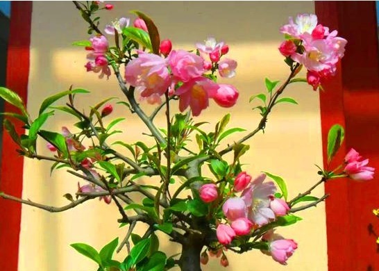 此款花卉，四季常开，繁花似锦，花朵清新高雅，花色迷人又艳丽