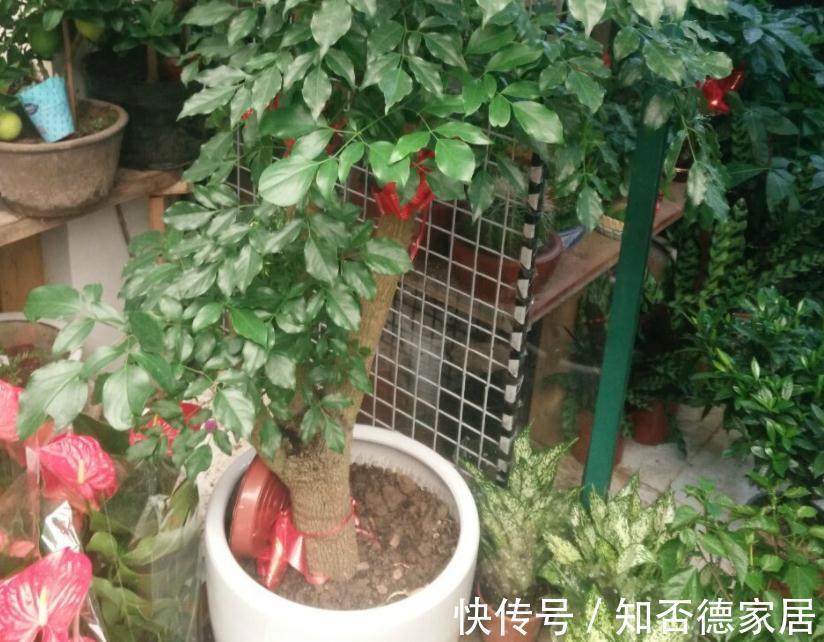 繁茂|室内盆栽种树选这3样,枝叶繁茂,四季常青,寓意好