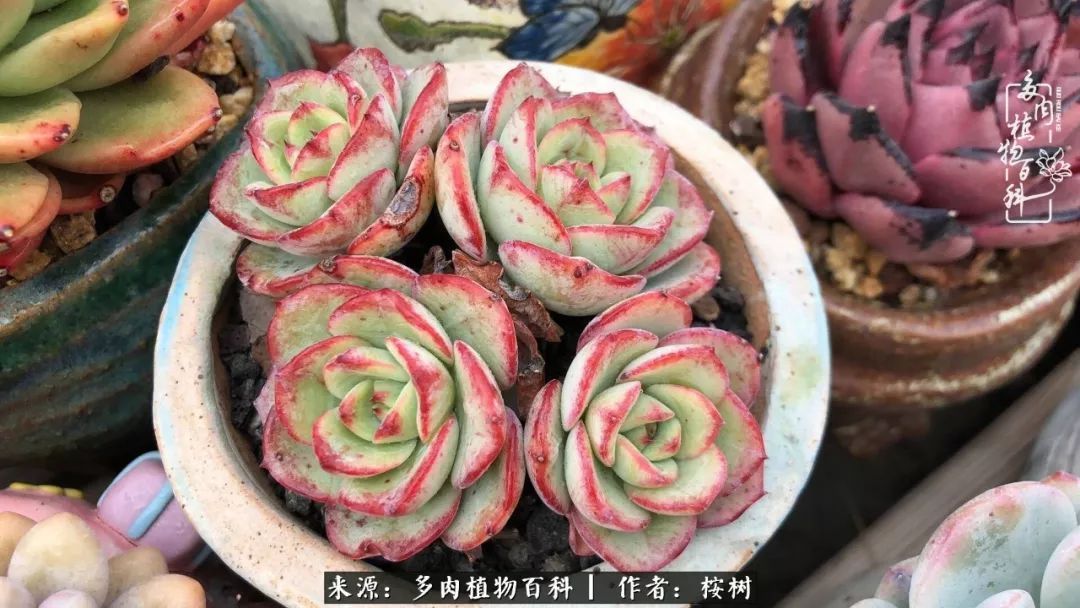 多肉度夏经验谈四季皆露养,兢兢业业养肉三年半!