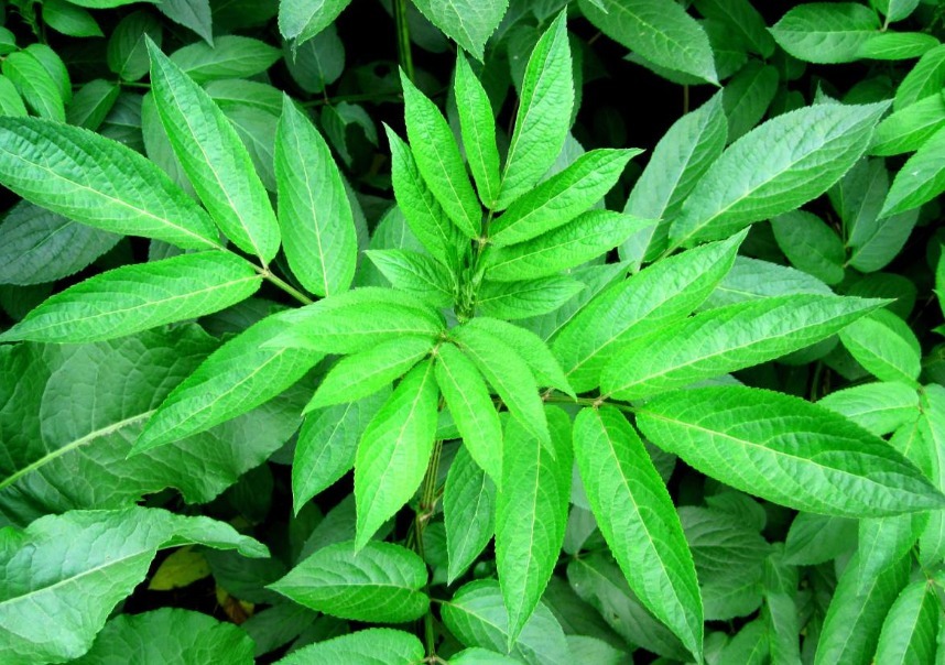 功效|农村大山常见的“野草”,是天赐民间润肺止咳的良方,胜过止咳药