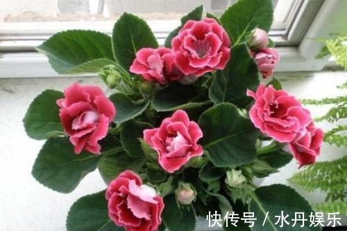 百花姐姐|5种花,再喜欢也别搬去“晒太阳”,不然半天就“黄叶”!