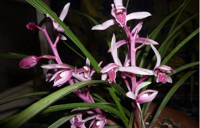 玫瑰|美过荷花,香过桂花,一年四季花开不断,连玫瑰都自愧不如