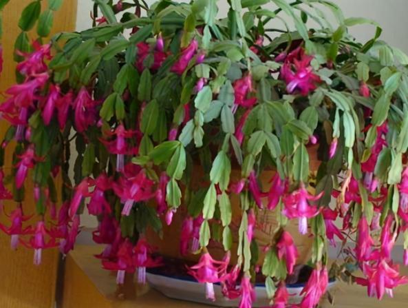 花草|养蟹爪兰，掌握4个小技巧，过年时绿叶间挂满“红花”