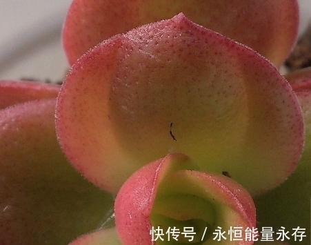 火祭繁殖生长记录,内有干货