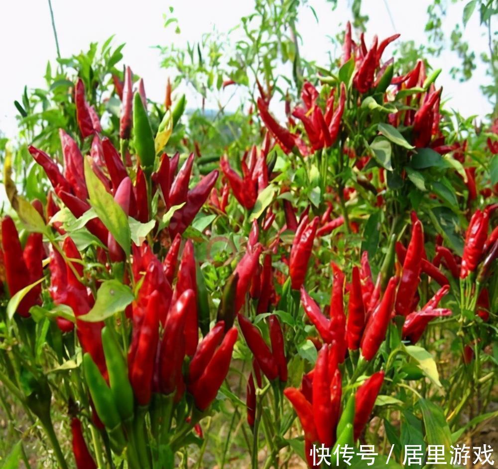 滋阴|冬天聪明女性都爱吃3种食物,滋阴润燥,护肤养颜,改善睡眠质量