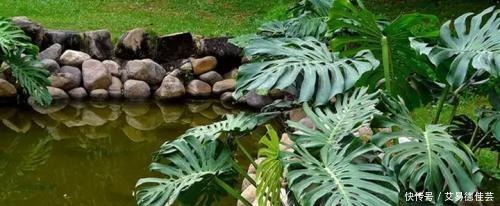 连细菌都“害怕”的3种花,远离病菌侵犯,家里该多养几盆