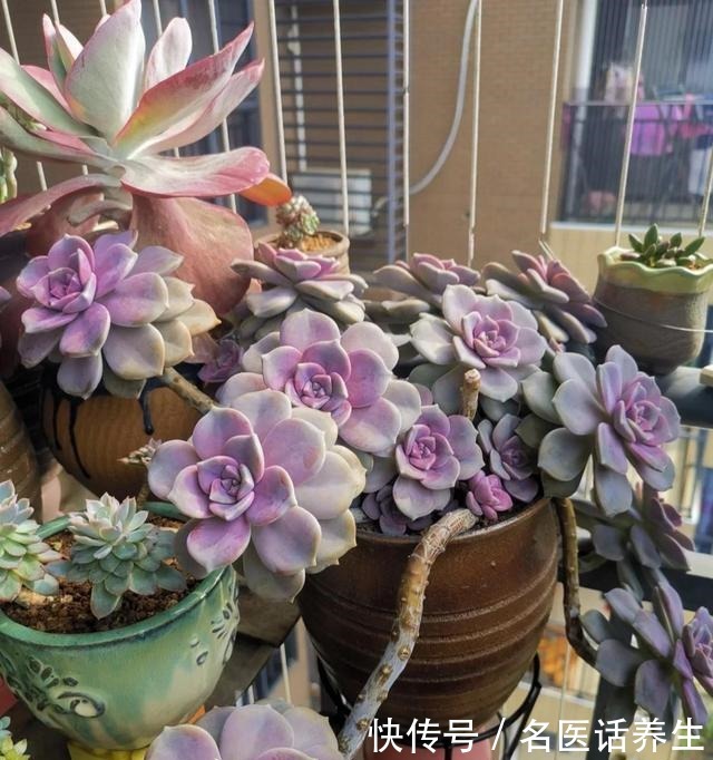 这“三多肉”是普货之王,遇水易长又“耐寒”,冻一冻叶色更鲜艳!