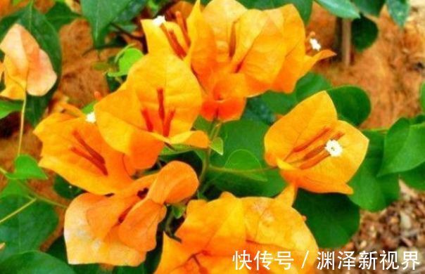 喜欢三角梅，优选“名品”柠檬黄三角梅，金灿灿，开花爆盆成花树