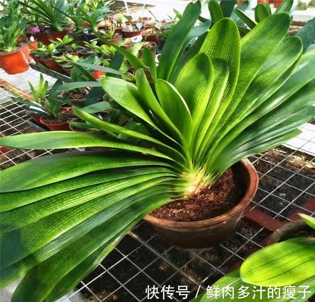 君子兰春天“要喂饱”，吃饱喝足练练苗，一年长出6片“肥叶子”