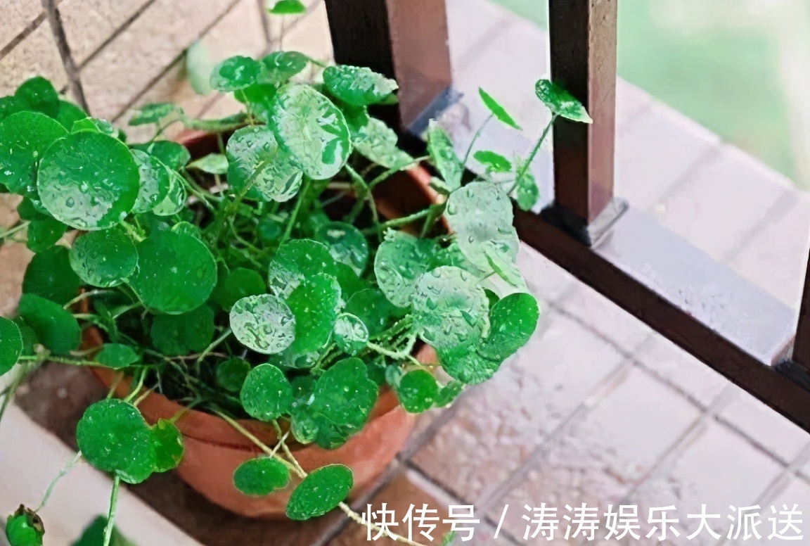 肥料|总结养花“十大问题”,只要学会,你就是养花大神