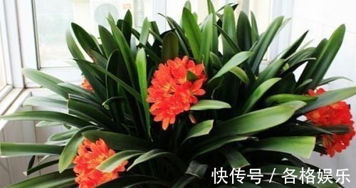 认清君子兰的“开花之道”讲究大!从此年年开花,从不夹箭!