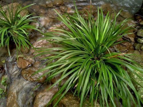 根茎|1种生在水边的“野草”，人们视而不见，却是珍贵的“中草药”