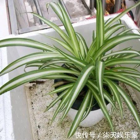 绿萝、吊兰变异了这些品种,你未必都见过!