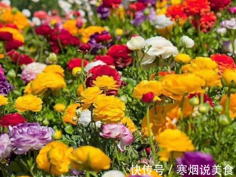 家庭养花成片种花毛茛,调剂好这3大因素,一开就一片花