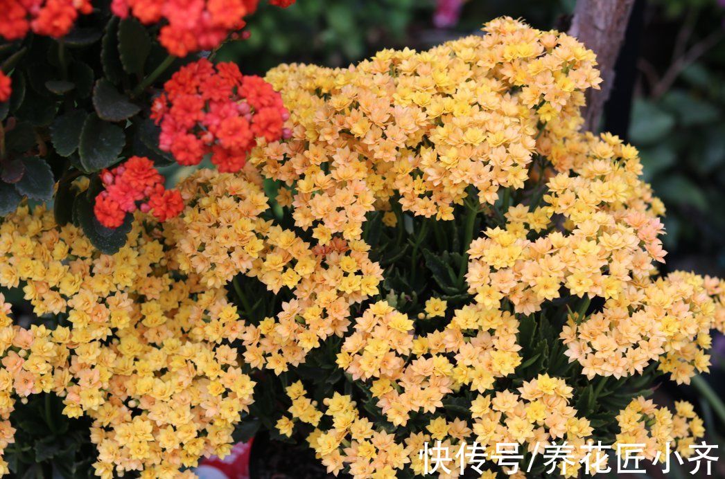 光照|入秋以后，长寿花不要着急开花，先“复壮”再促花，持续开到夏季