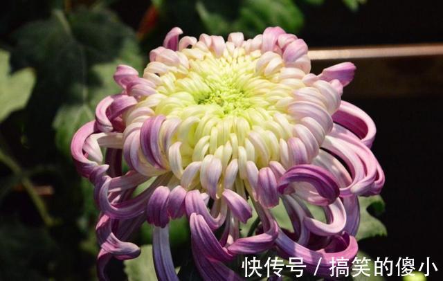 4种花专挑秋天爆盆，养一盆连续爆花3个月，花多花美