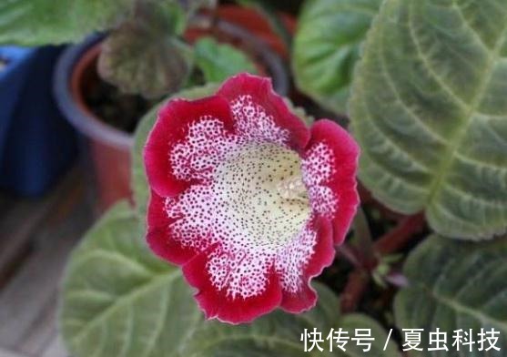 紫丹|春养“一种”大岩桐,美过“牡丹”,给水就呼呼长,没光也开花