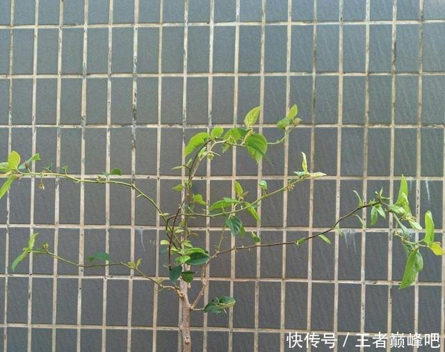 有花苞的三角梅枝条太细怎么增粗不要短截,只需多次摘心小造型!