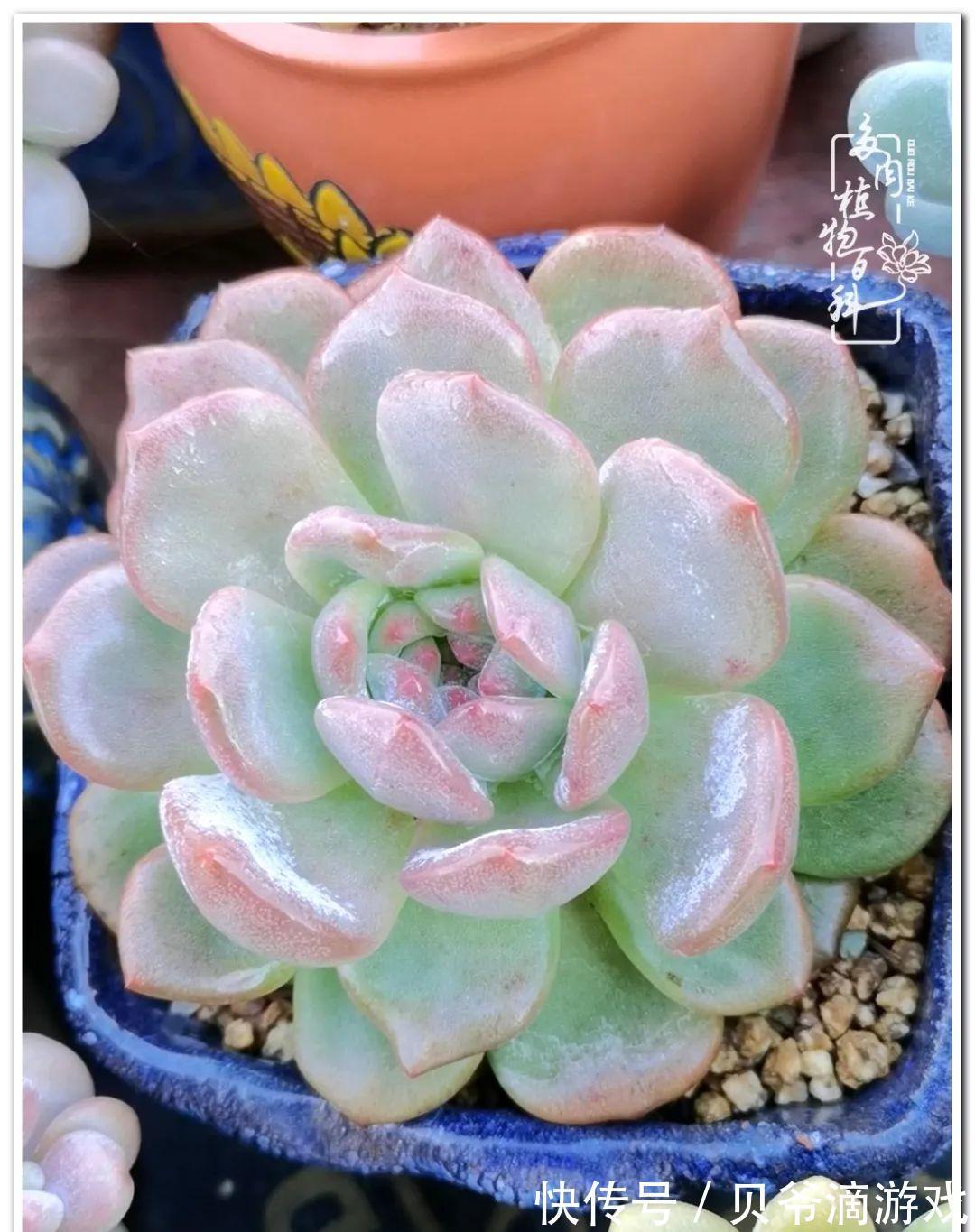 养多肉是喜欢，顺其自然是心境！