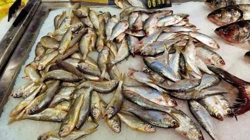 猪牛羊肉|9月碰到这鱼,我从不手软,刺少肉嫩营养高,才8元1斤,别不懂吃