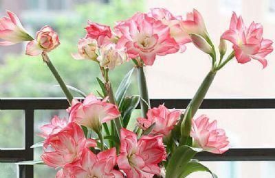 种花|4种花,适合现在种,丢土里随便养俩月,就能开花满枝头