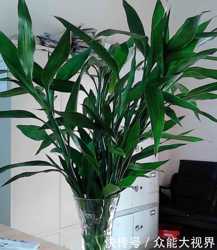 富贵竹黄叶了,水瓶里面加点它,3天恢复5天油绿!