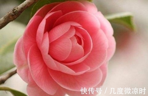 新手|几款花好养又漂亮,一养就上瘾,对待新手很友好