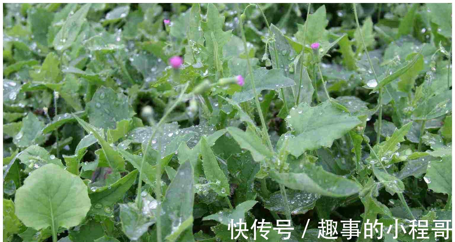 东北山货（东北必尝的13种山野菜） - 科猫网