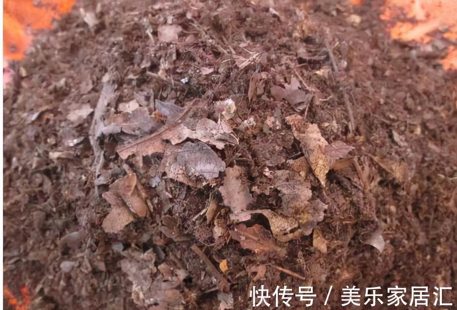 老花匠养花,从来不买花肥,只用这3种黄金土,盆盆都能爆