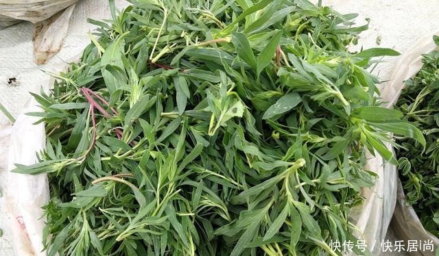 春天的农村里有这40种山珍野菜图片，让你轻松辨别山珍野菜