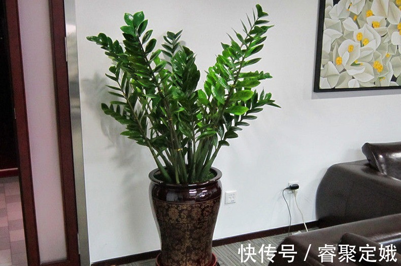 金钱树|这三种花草不适合在阳台养，它们惧怕阳光，可千万别大意了