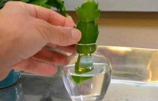 李大姐用一根“树枝”养蟹爪兰,3年养出100盆,太牛了!