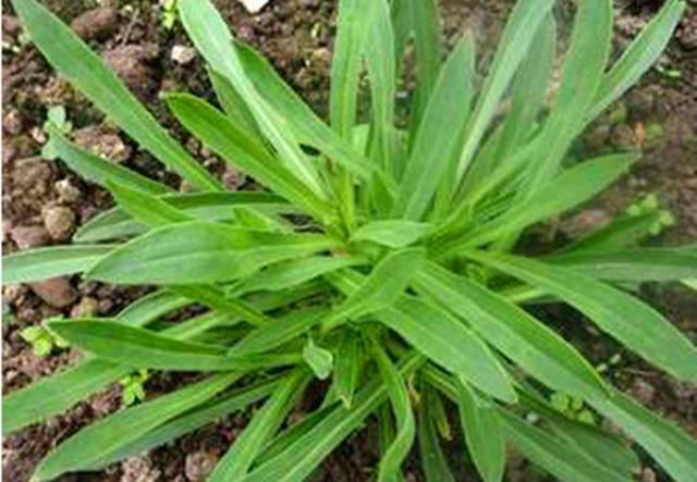 面条菜|农村野菜叫“面条菜”,很多人都知道会吃