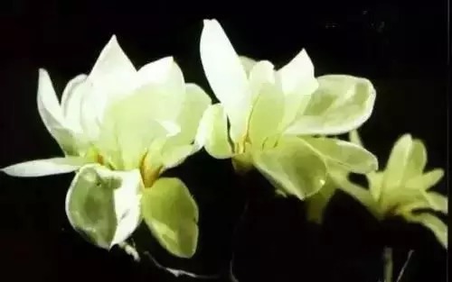 瑞香花|全国56市市花,太美了