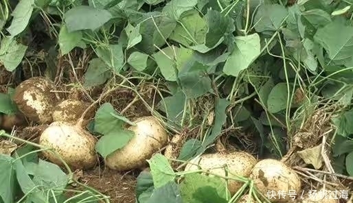 维生素C|农村野生的“神仙果”,控制血压、治头晕失眠,你值得拥有