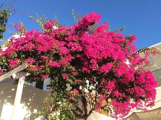 6种花喜欢晒太阳，越晒花越多，一开200天不歇气！