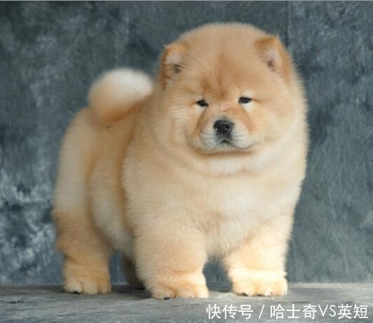 开元棋牌- 开元棋牌官网 - 开元棋牌APP下载7种很“通人性”的狗狗听话能力强沟通无障碍