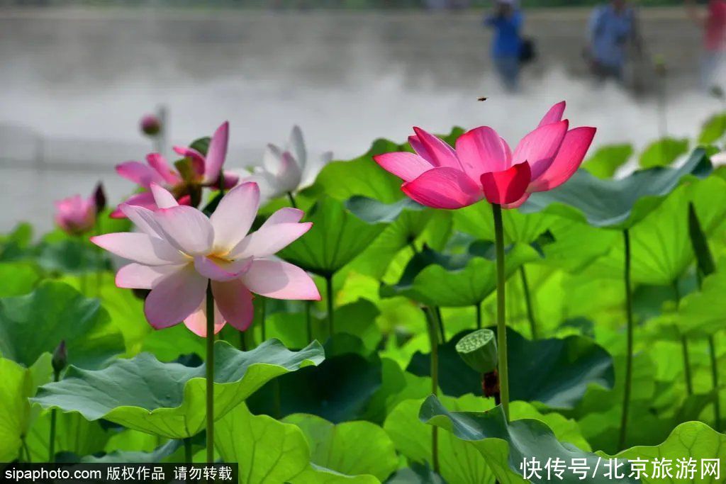 盗梦空间|免费！雾里看花水中望月！这个小众公园已化身湖光仙境！太美了