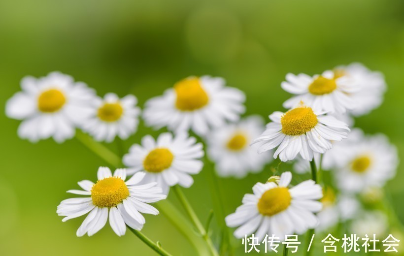 生肖|不随意离婚的4大生肖男,出了名的宠爱老婆